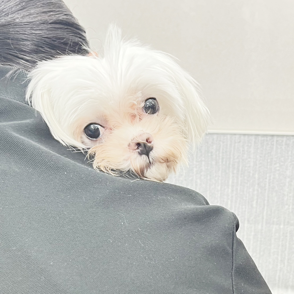生徒が撮影したモデル犬の写真♪①